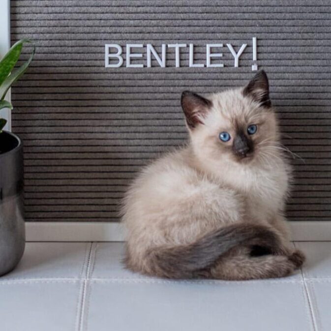 Bentley WEBSITE Bentley WEBSITE