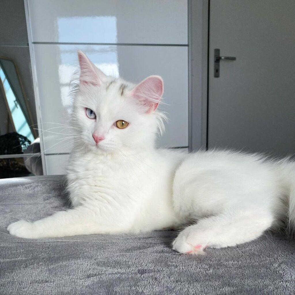 Nala Sold Nala Sold